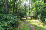 Nijreesbos